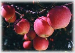 減肥：全面瞭解蘋果mm的瘦身法