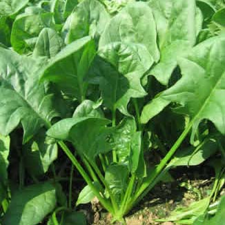 美國專家指出:菠菜是「男人的最佳食物」